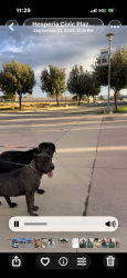 Lost Female Dog last seen Danbury and Main st, Hesperia, CA 92345