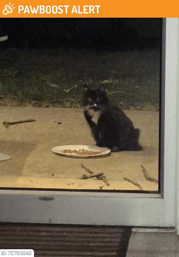 Found/Stray Unknown Cat last seen Hampton inn, Mount Laurel Township, NJ 08054