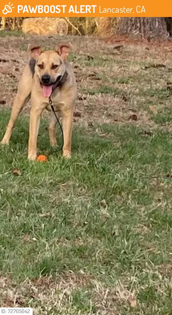 Found/Stray Male Dog last seen Lancaster , Lancaster, CA 93535