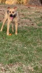 Found/Stray Male Dog last seen Lancaster , Lancaster, CA 93535