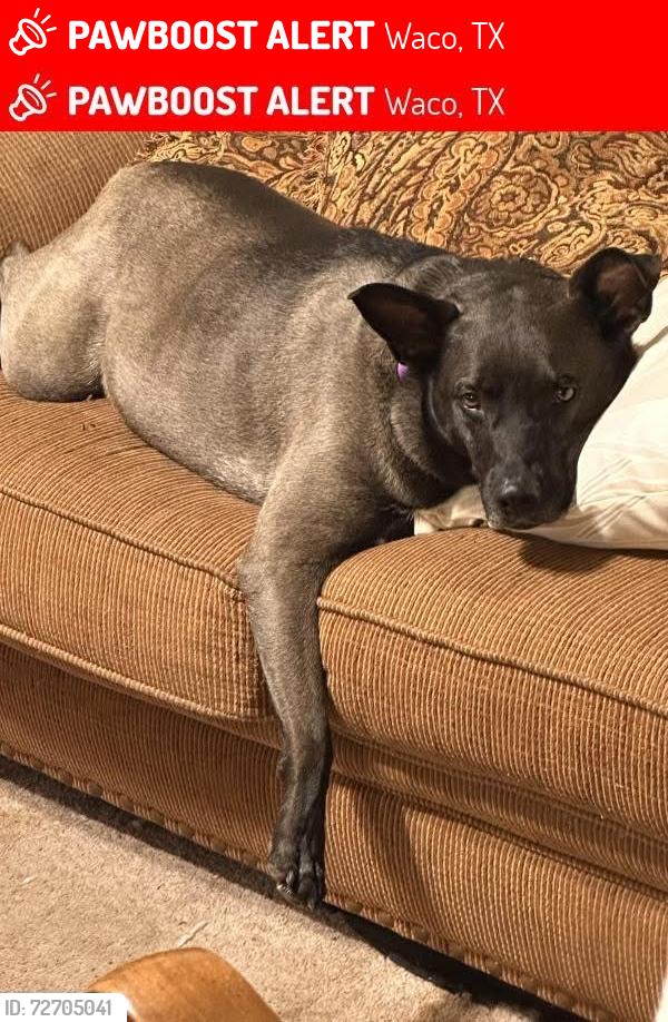 Lost Female Dog last seen Hobby Lobby , Waco, TX 76710