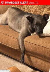 Lost Female Dog last seen Hobby Lobby , Waco, TX 76710