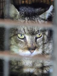 Found/Stray Male Cat last seen Hampton inn, Mount Laurel Township, NJ 08054