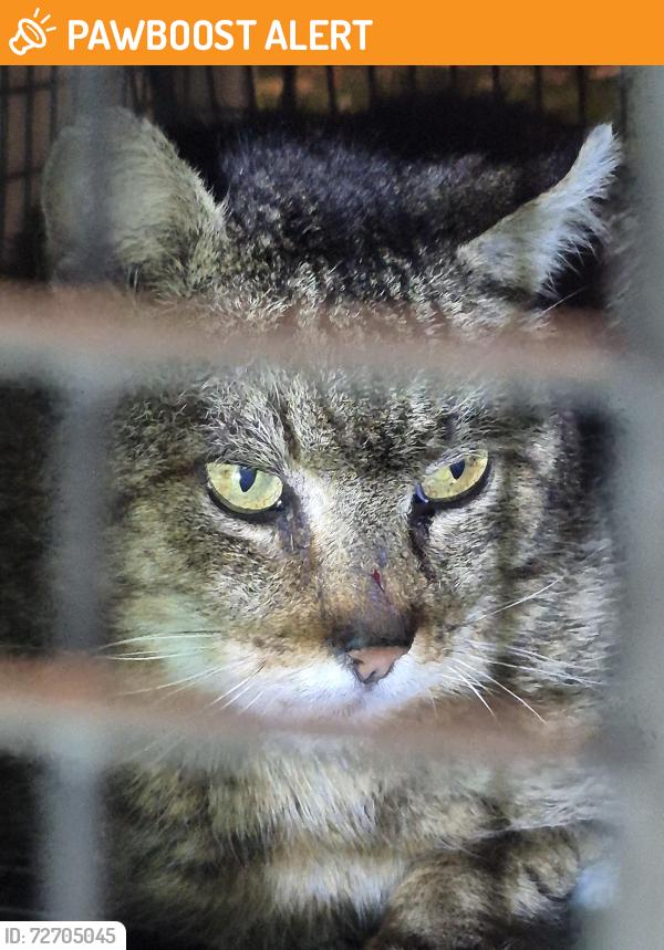 Found/Stray Male Cat last seen Hampton inn, Mount Laurel Township, NJ 08054