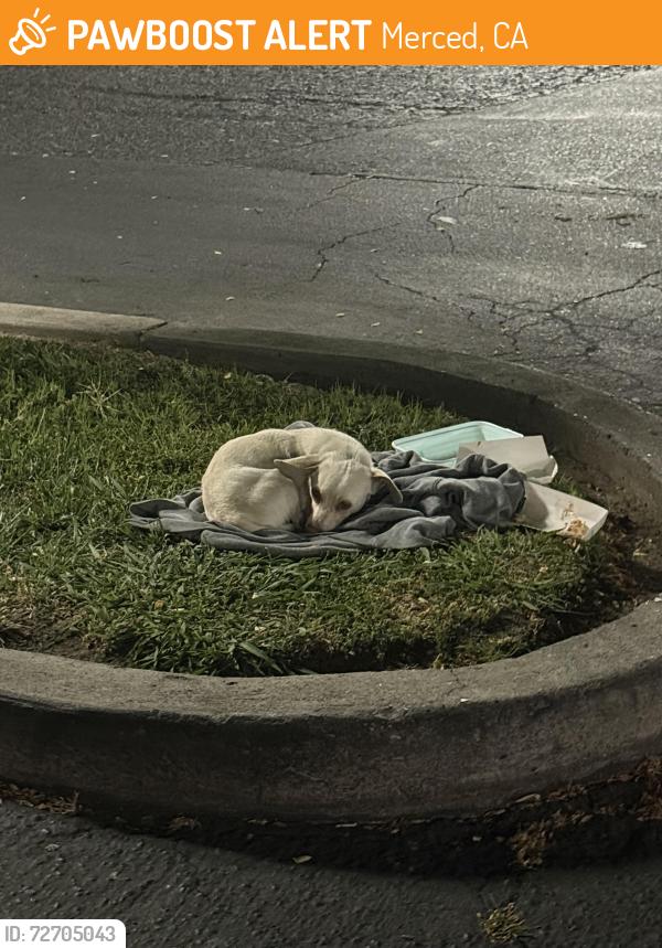 Found/Stray Male Dog last seen Across KFC , Merced, CA 95340