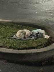 Found/Stray Male Dog last seen Across KFC , Merced, CA 95340
