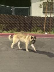 Lost Unknown Dog last seen apmt complex, San Diego, CA 92173