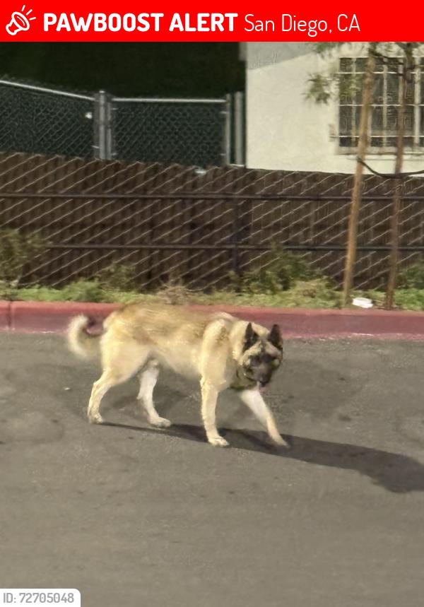 Lost Unknown Dog last seen apmt complex, San Diego, CA 92173