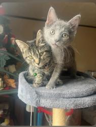 Lost Female Cat last seen Loop road , Knoxville, TN 37934