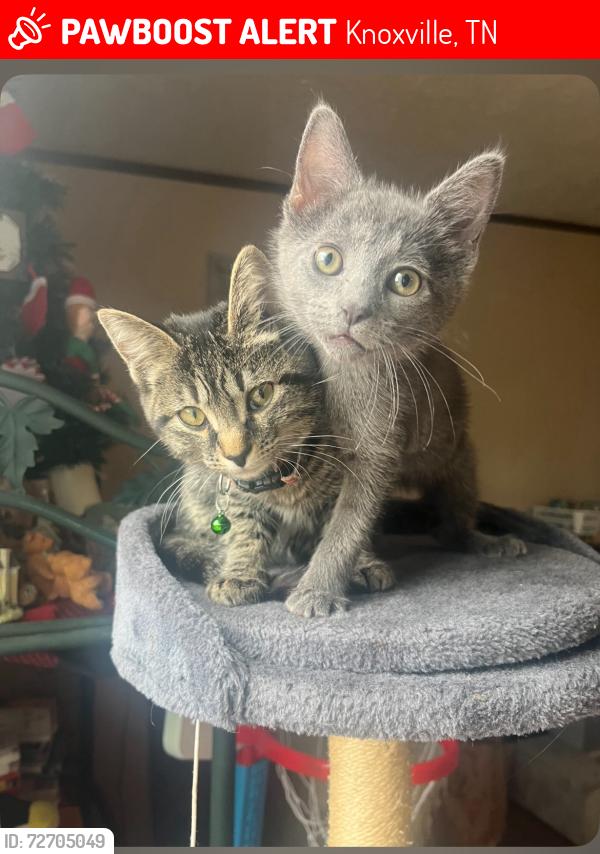 Lost Female Cat last seen Loop road , Knoxville, TN 37934