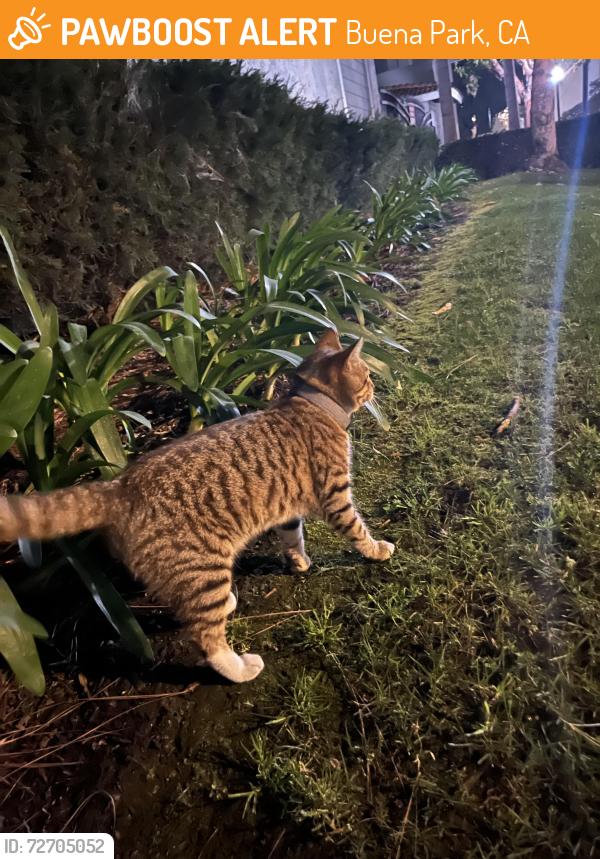 Found/Stray Male Cat last seen Paradise gardens , Buena Park, CA 90621