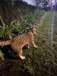 Found/Stray Male Cat last seen Paradise gardens , Buena Park, CA 90621