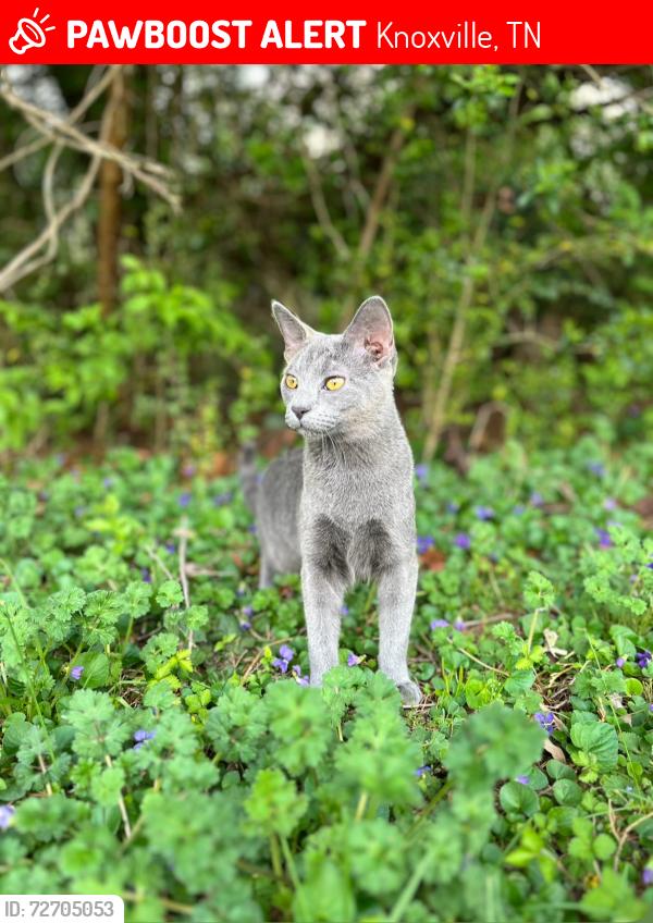 Lost Male Cat last seen Loop road , Knoxville, TN 37934