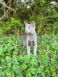 Lost Male Cat last seen Loop road , Knoxville, TN 37934