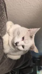 Found/Stray Unknown Cat last seen Near morning sun ave back apmt building, Colorado Springs, CO 80918