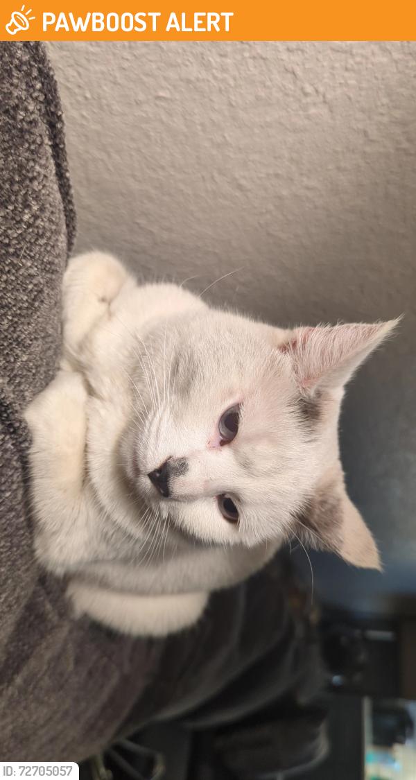 Found/Stray Unknown Cat last seen Near morning sun ave back apmt building, Colorado Springs, CO 80918