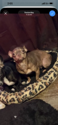 Lost Female Dog last seen West ave area , San Antonio, TX 78213