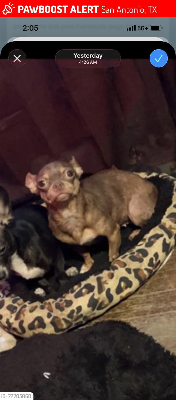 Lost Female Dog last seen West ave area , San Antonio, TX 78213