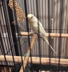 Lost Female Bird last seen Owens River Dr, Oxnard, CA 93036