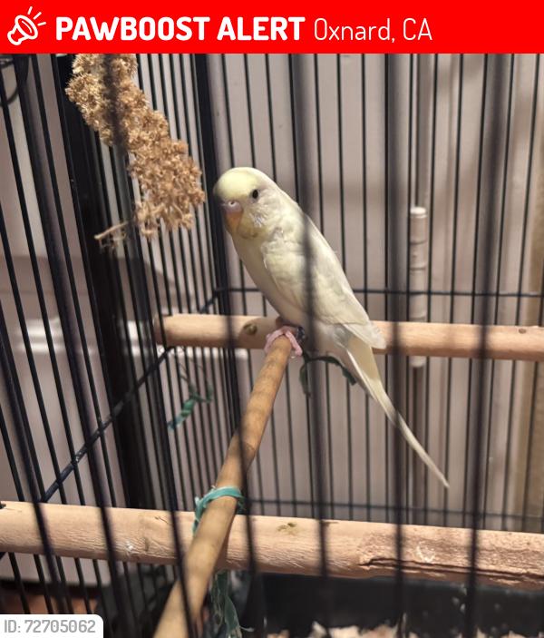 Lost Female Bird last seen Owens River Dr, Oxnard, CA 93036