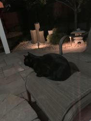Found/Stray Unknown Cat last seen Red Baron Way, Reno, NV 89506