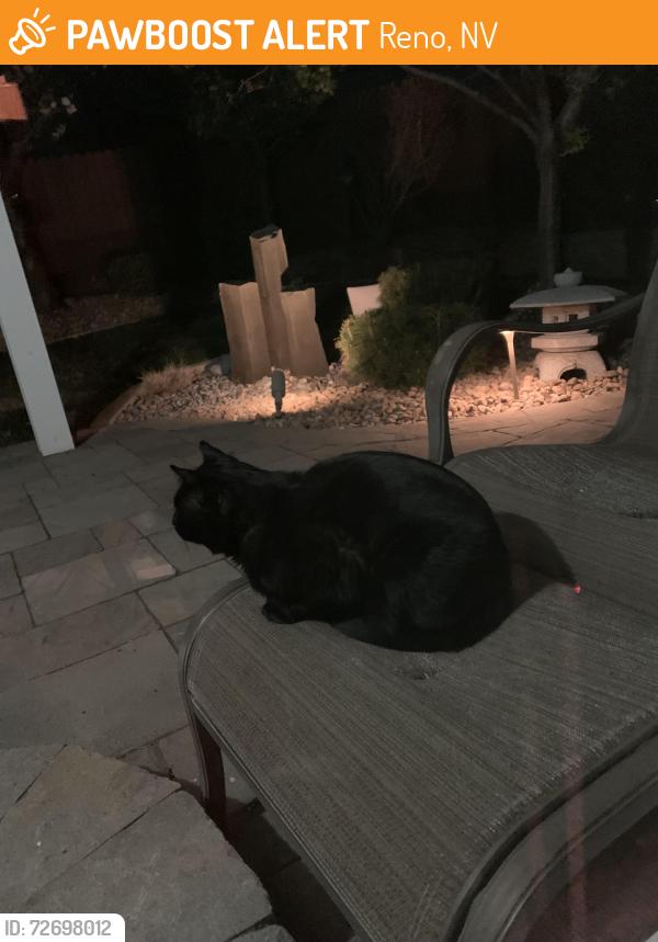 Found/Stray Unknown Cat last seen Red Baron Way, Reno, NV 89506