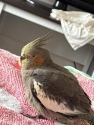 Lost Female Bird last seen American River Canyon Dr. Folsom CA, Folsom, CA 95630