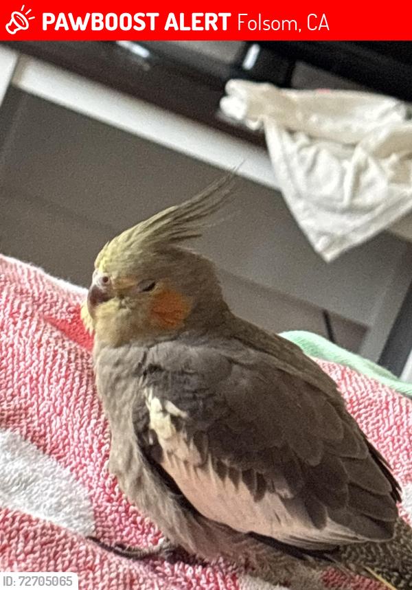 Lost Female Bird last seen American River Canyon Dr. Folsom CA, Folsom, CA 95630