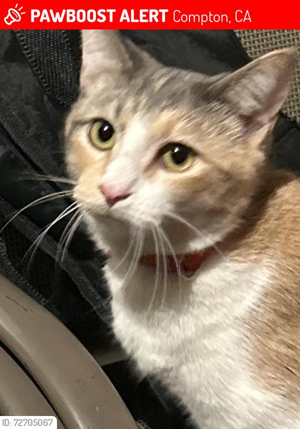 Lost Female Cat last seen West poplar st , Compton, CA 90220