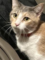 Lost Female Cat last seen West poplar st , Compton, CA 90220