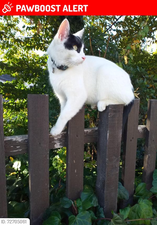 Lost Male Cat last seen Surbiton to Kingston riverside, Portsmouth Rd, England 