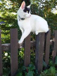 Lost Male Cat last seen Surbiton to Kingston riverside, Portsmouth Rd, England 
