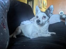 Found/Stray Female Dog last seen Walmart Supercenter , Stockton, CA 95212