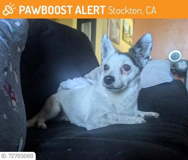 Found/Stray Female Dog last seen Walmart Supercenter , Stockton, CA 95212