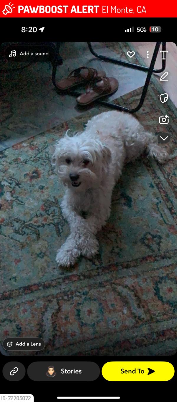 Lost Female Dog last seen Beuville and Arden Dr, close to Gibson and Olney, El Monte, CA 91731