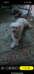 Lost Female Dog last seen Beuville and Arden Dr, close to Gibson and Olney, El Monte, CA 91731