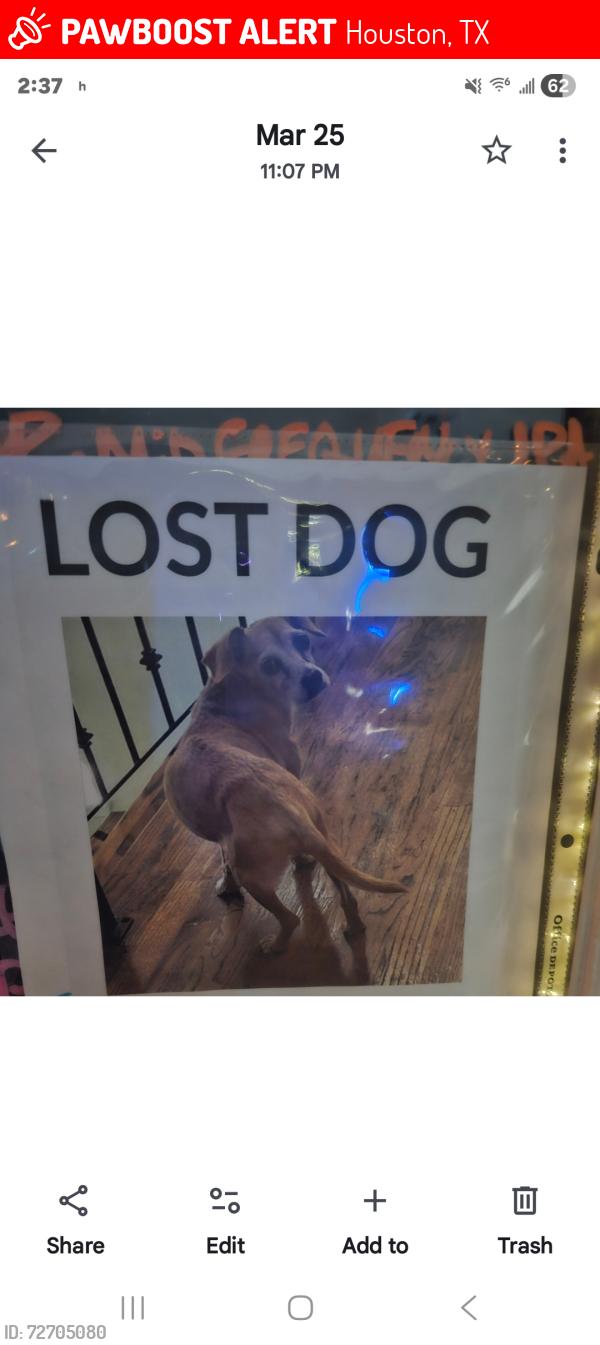 Lost Female Dog last seen 25th in the heights, Houston, TX 77008