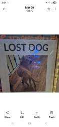 Lost Female Dog last seen 25th in the heights, Houston, TX 77008