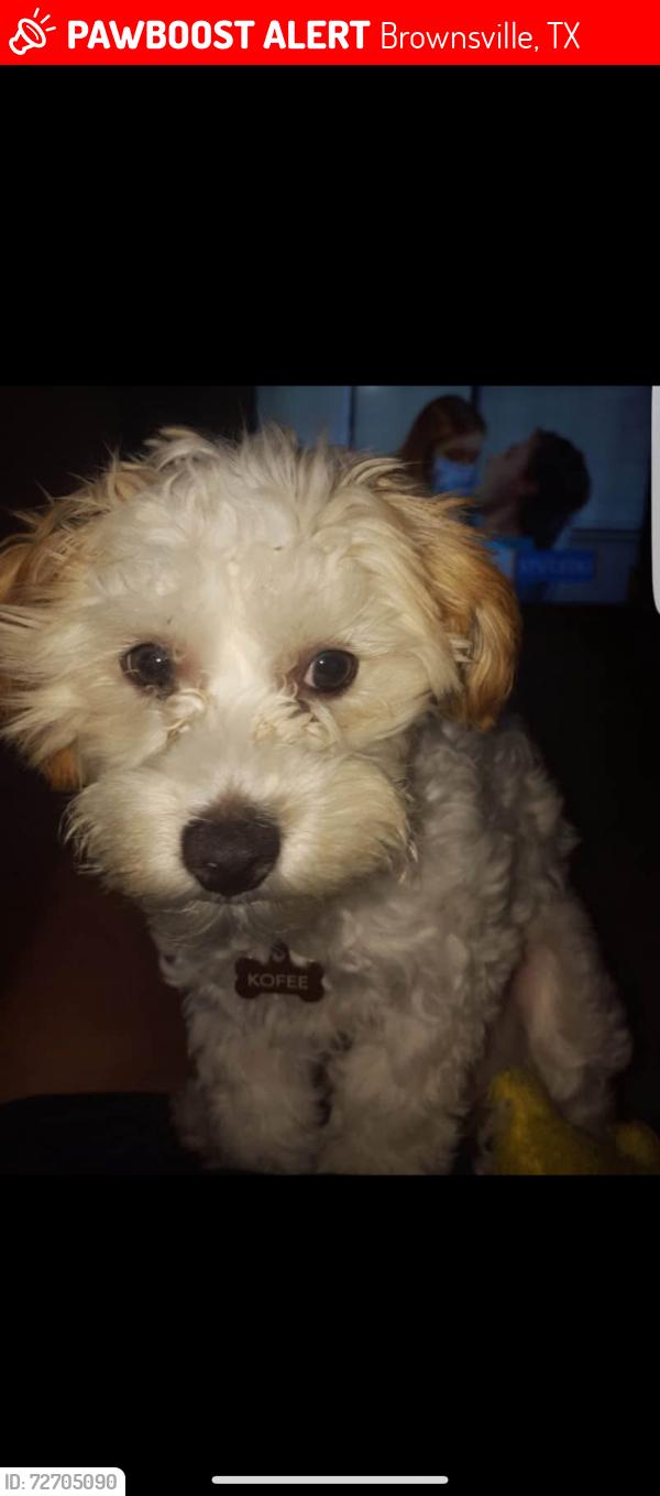 Lost Male Dog last seen Honeydale dr , Brownsville, TX 78520