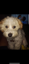 Lost Male Dog last seen Honeydale dr , Brownsville, TX 78520