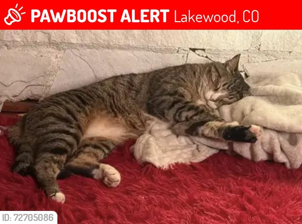 Lost Male Cat last seen Pheasant Creek s, Lakewood, CO 80227