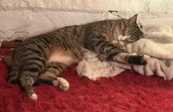 Lost Male Cat last seen Pheasant Creek s, Lakewood, CO 80227