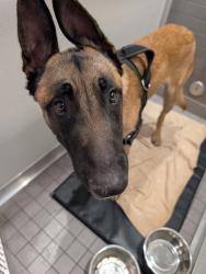Found/Stray Male Dog last seen Vista, Oceanside, CA 92056