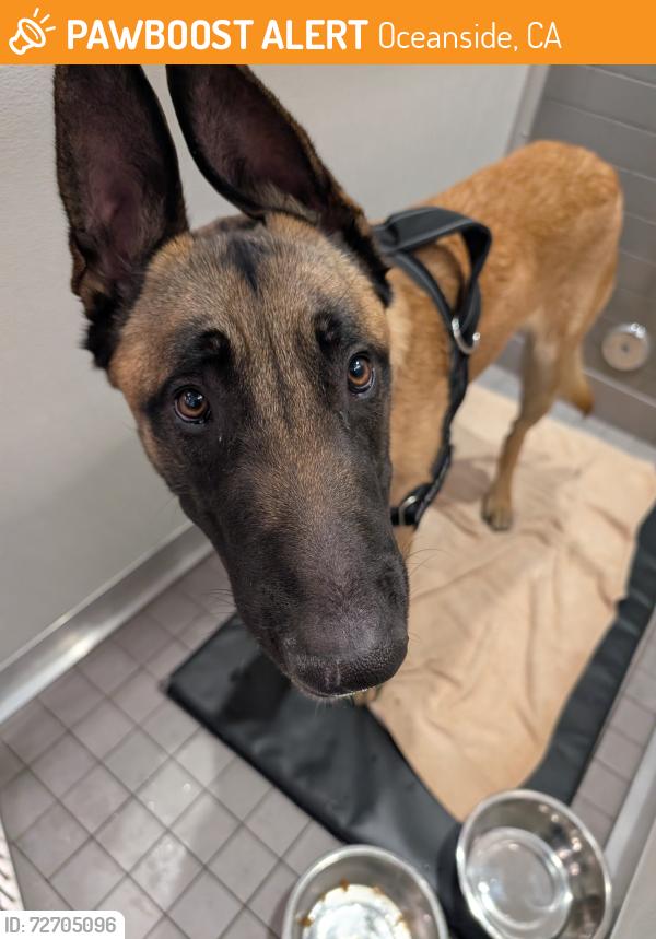 Found/Stray Male Dog last seen Vista, Oceanside, CA 92056