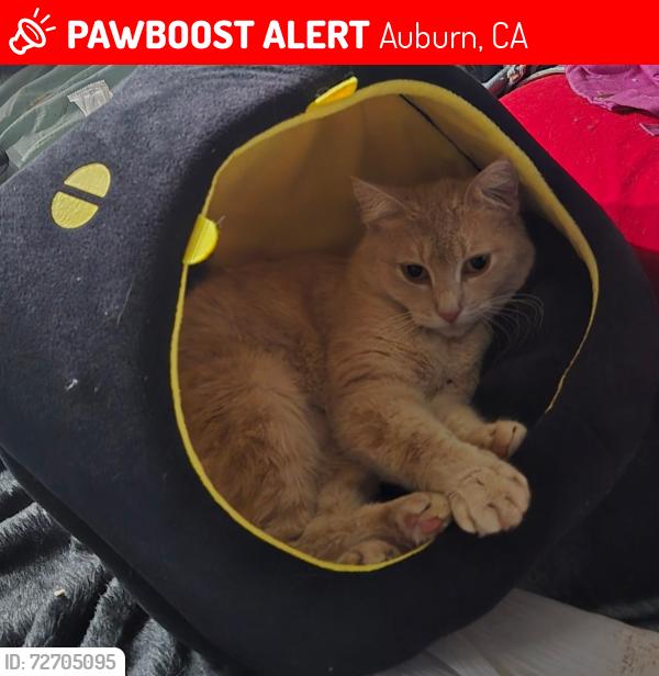 Lost Female Cat last seen Live Oak Lane, Auburn, CA 95603
