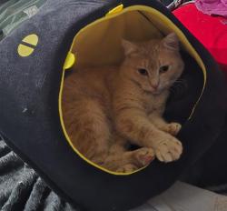 Lost Female Cat last seen Live Oak Lane, Auburn, CA 95603