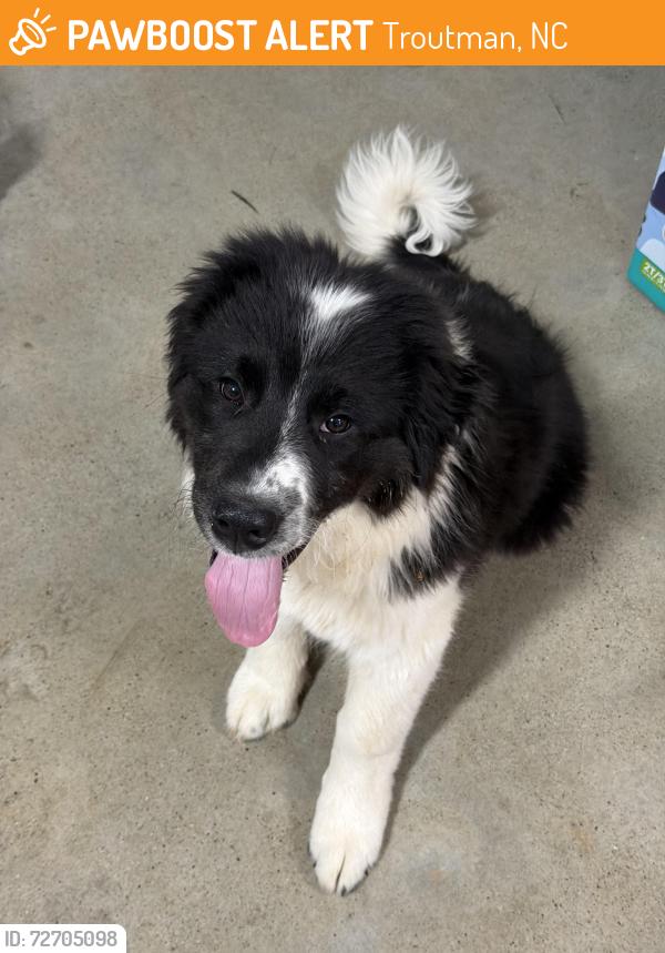 Found/Stray Unknown Dog last seen Lytton Farm Road, Troutman, NC 28166