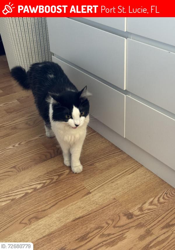 Lost Female Cat last seen River Park, Port St. Lucie, FL 34952