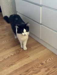 Lost Female Cat last seen River Park, Port St. Lucie, FL 34952