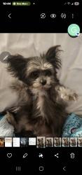 Lost Male Dog last seen Sunset Elementary School, Livermore, CA 94550